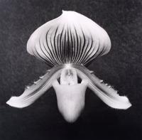 Robert Mapplethorpe Orchid Gelatin Silver Print, COA - Sold for $14,300 on 04-23-2022 (Lot 511).jpg